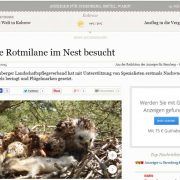 Erste Rotmilane im Nest besucht