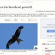 Sternberger Anzeiger: Rotmilan im Seenland gesucht