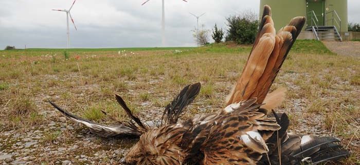 Toter Rotmilan an Windkraftanlage, Foto: C. Gelpke