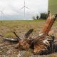 Toter Rotmilan an Windkraftanlage, Foto: C. Gelpke